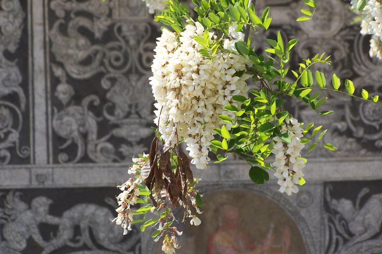 Apartmán Acacia Firenze - Primula Exteriér fotografie